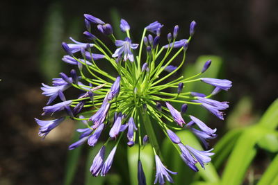 Close-up of purple flowering plant african lily