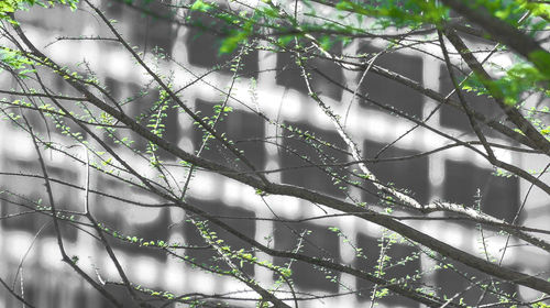 Close-up of tree branches