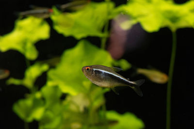 Close-up of fish swimming in sea