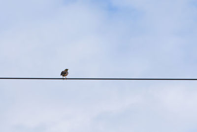 Low angle view of bird perching on cable against sky