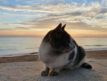 View of a cat on beach