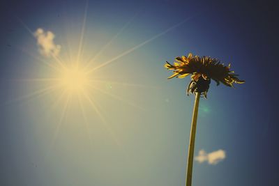 Low angle view of flowers against sky