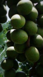 Close-up of grapes