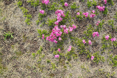 Pink crocus flowers blooming on field