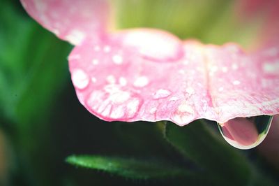 Close-up of pink flower