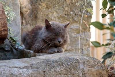 Cat relaxing on rock