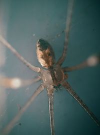 Close-up of spider