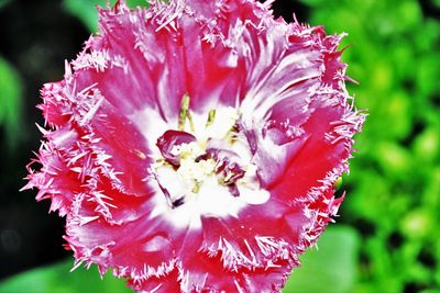 Close-up of pink flower