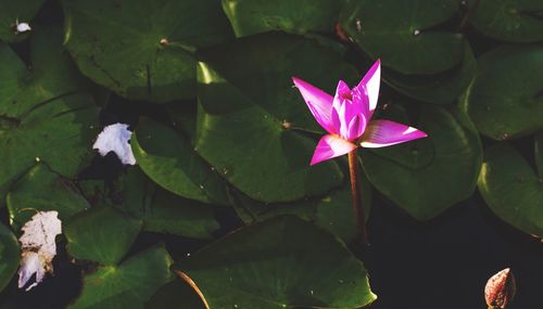 Close-up of lotus water lily