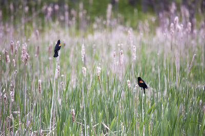 Bird on a flower