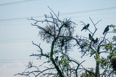 Low angle view of bird perching on tree against sky