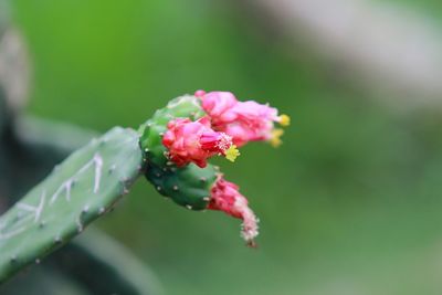 Close-up of pink flower