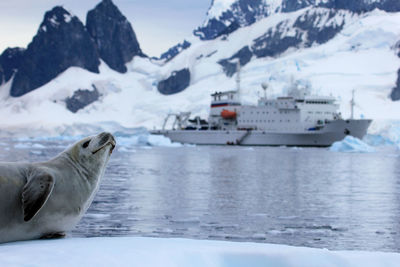 Close-up of seal on snow with ship in sea during winter