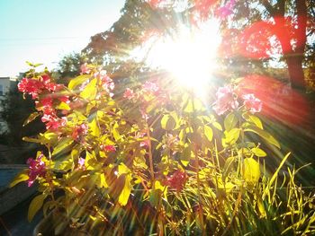 Sun shining through trees