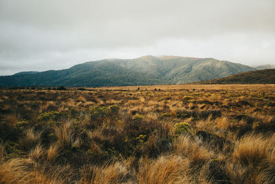 Scenic view of field against sky