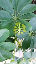 High angle view of flowering plant