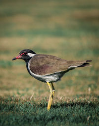 Close-up of a bird on field