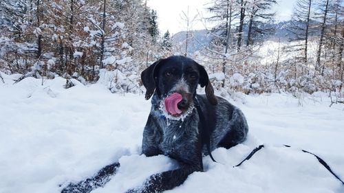 Portrait of a dog on snow covered landscape