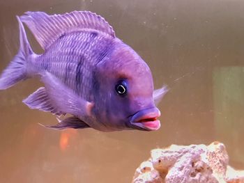 Close-up of fish swimming in aquarium