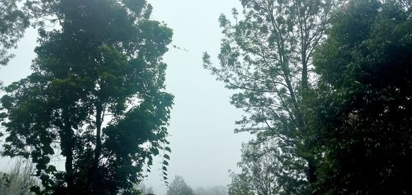 Low angle view of trees against sky