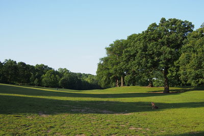 Scenic view of grassy field against clear sky