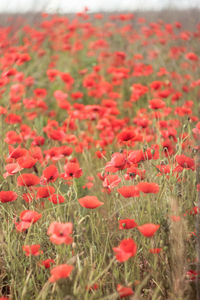 Close-up of red poppy flowers on field