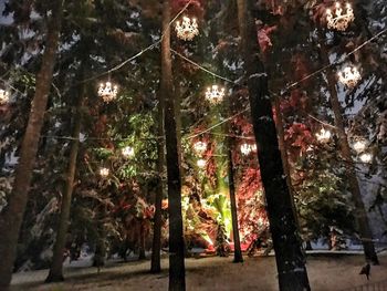 Trees in forest at night