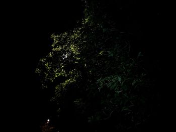 Low angle view of tree against sky at night