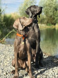 View of two dogs on shore