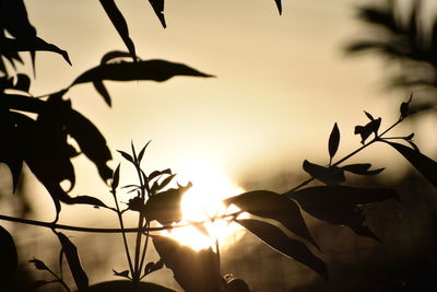 Close-up of silhouette bird against sky