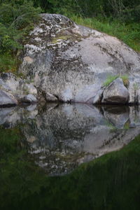 Reflection of tree in lake