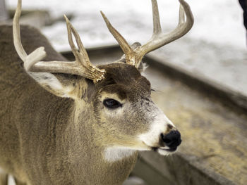 Close-up of deer