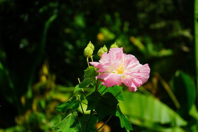 Close-up of pink flowering plant