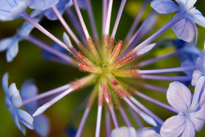 Close-up of purple flowering plant