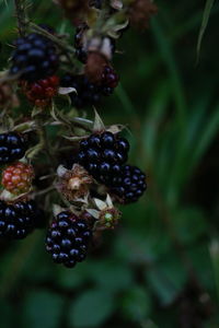 Close-up of purple flowering plant