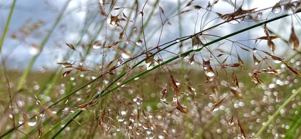 Close-up of raindrops on white flowering plant