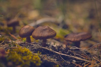 Close-up of mushroom growing in forest