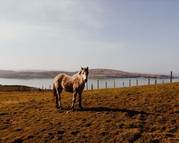 Horse on grassy field against river