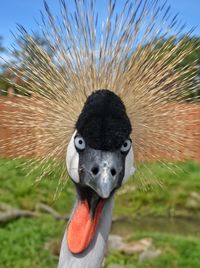 Close-up portrait of bird on grass