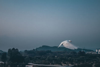 Seagull flying in the sky