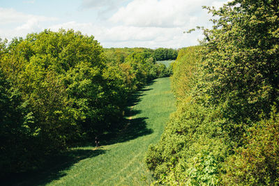Scenic view of trees on field against sky