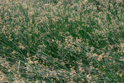 Full frame shot of plants on land