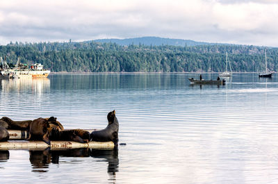 Elephants seals on shore against cloudy sky