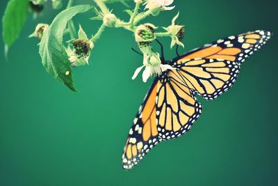 Close-up of butterfly on leaf