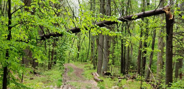 Trees in forest