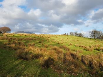 Scenic view of field against sky