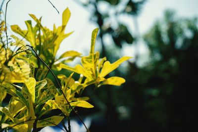Close-up of leaves against blurred background