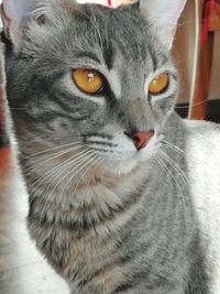 Close-up portrait of cat