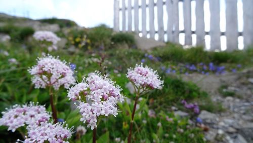 Close-up of flowers blooming outdoors