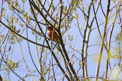 Low angle view of bird perching on branch